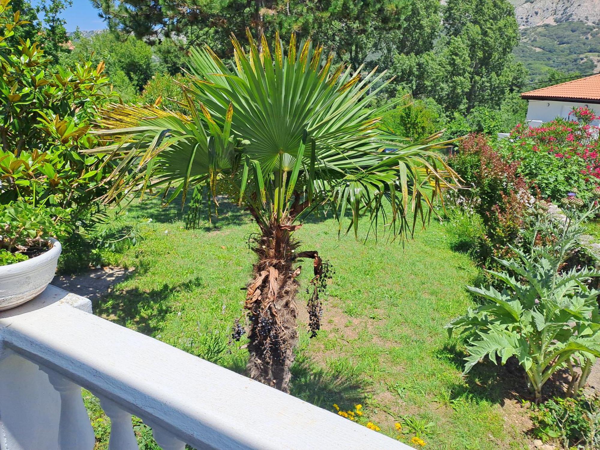 Apartmán Put 2 *